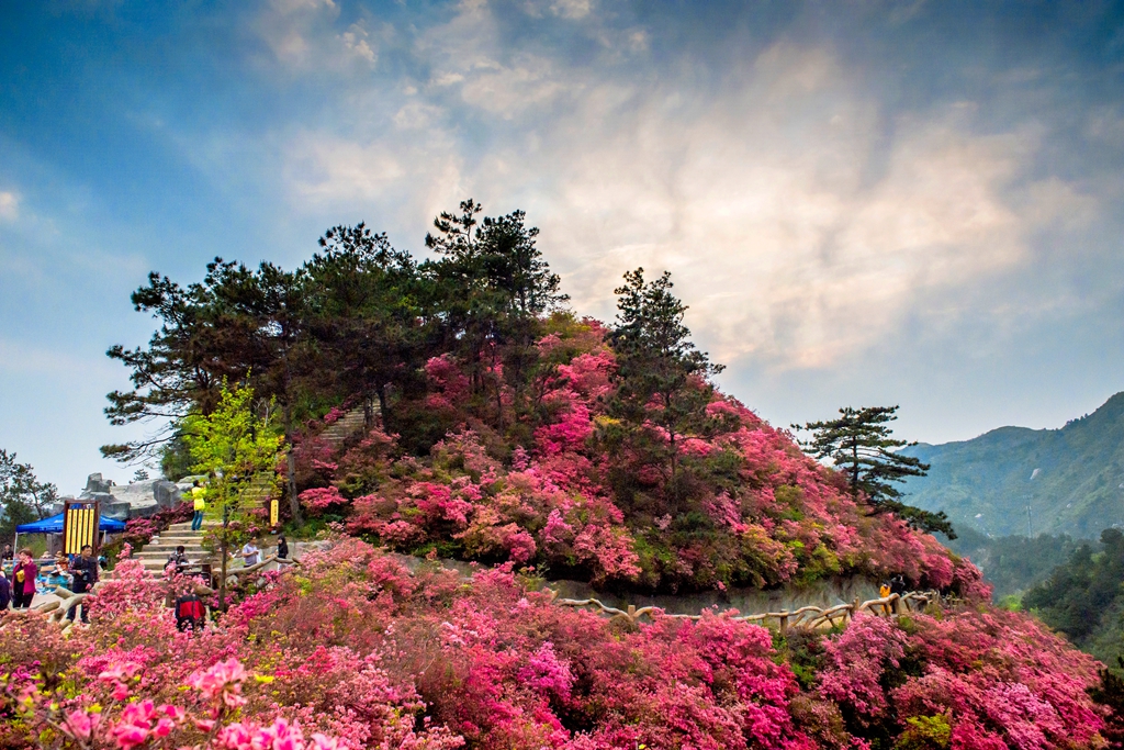 武汉市木兰云雾山景区第十一届杜鹃花节