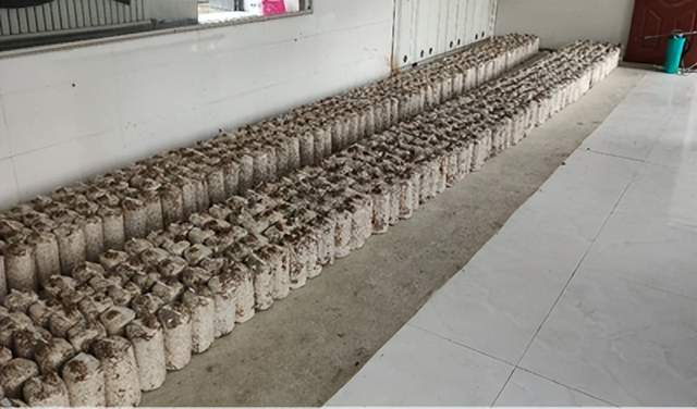 黑龙江省杜尔伯特蒙古族自治县：旧屋盘活育新菌 特色产业助振兴(图4)