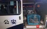 戴定位器的爱猫失踪，显示被运至广州  女孩坐飞机跨越1600公里将其救出-图4