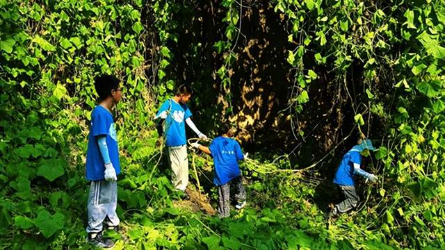 消灭入侵生物，保护生态家园——唐山堂堂少年志愿服务队开展刺果瓜清除行动(图2)