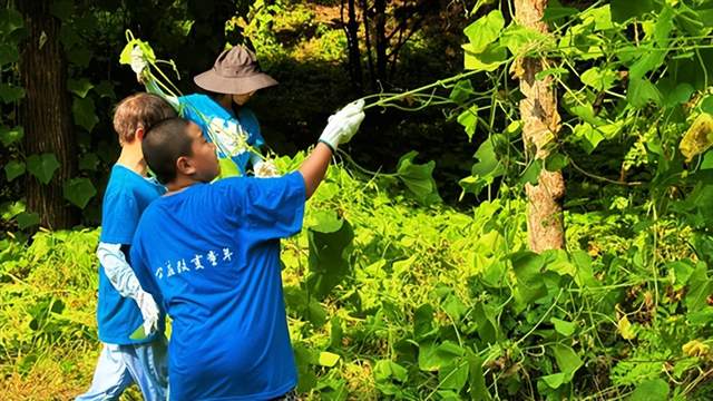 消灭入侵生物，保护生态家园——唐山堂堂少年志愿服务队开展刺果瓜清除行动(图3)